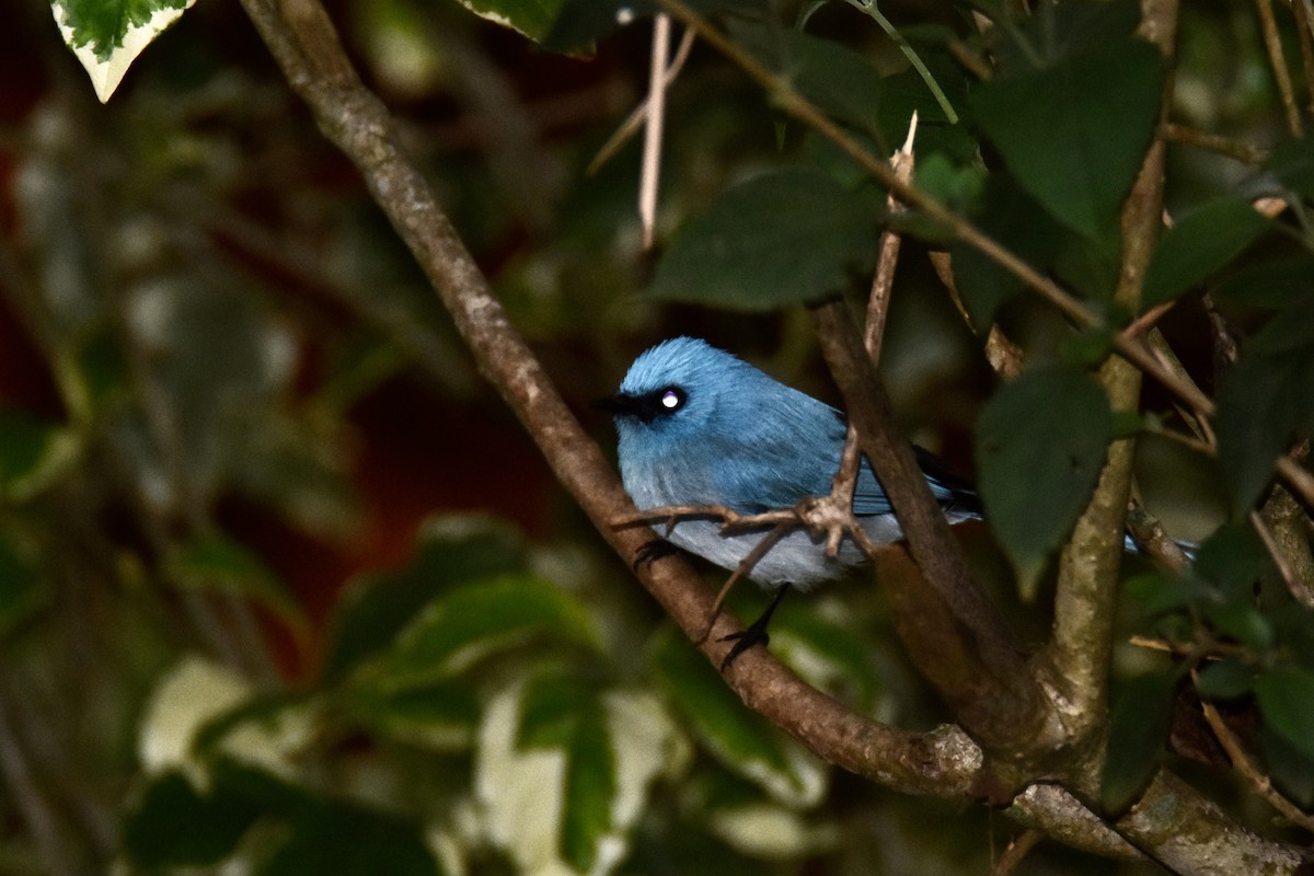 Blauhaubenschnäpper - ML635518042