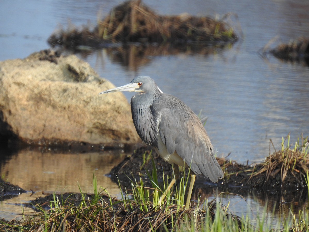 Tricolored Heron - ML635518201
