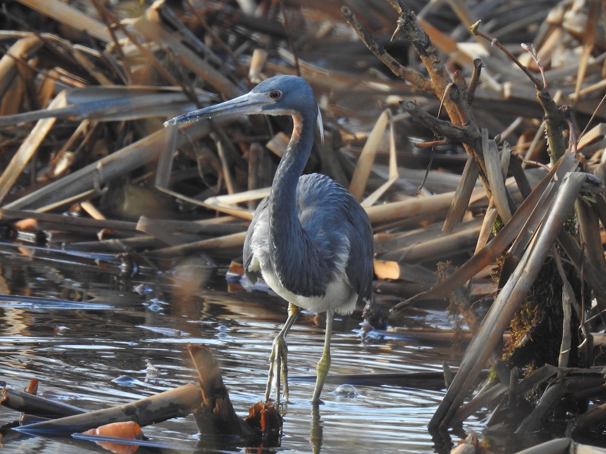 Tricolored Heron - ML635518202