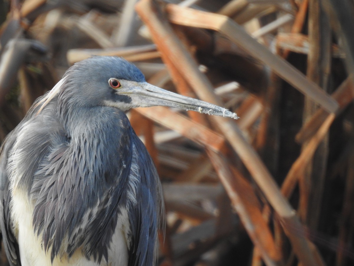 Tricolored Heron - ML635518203