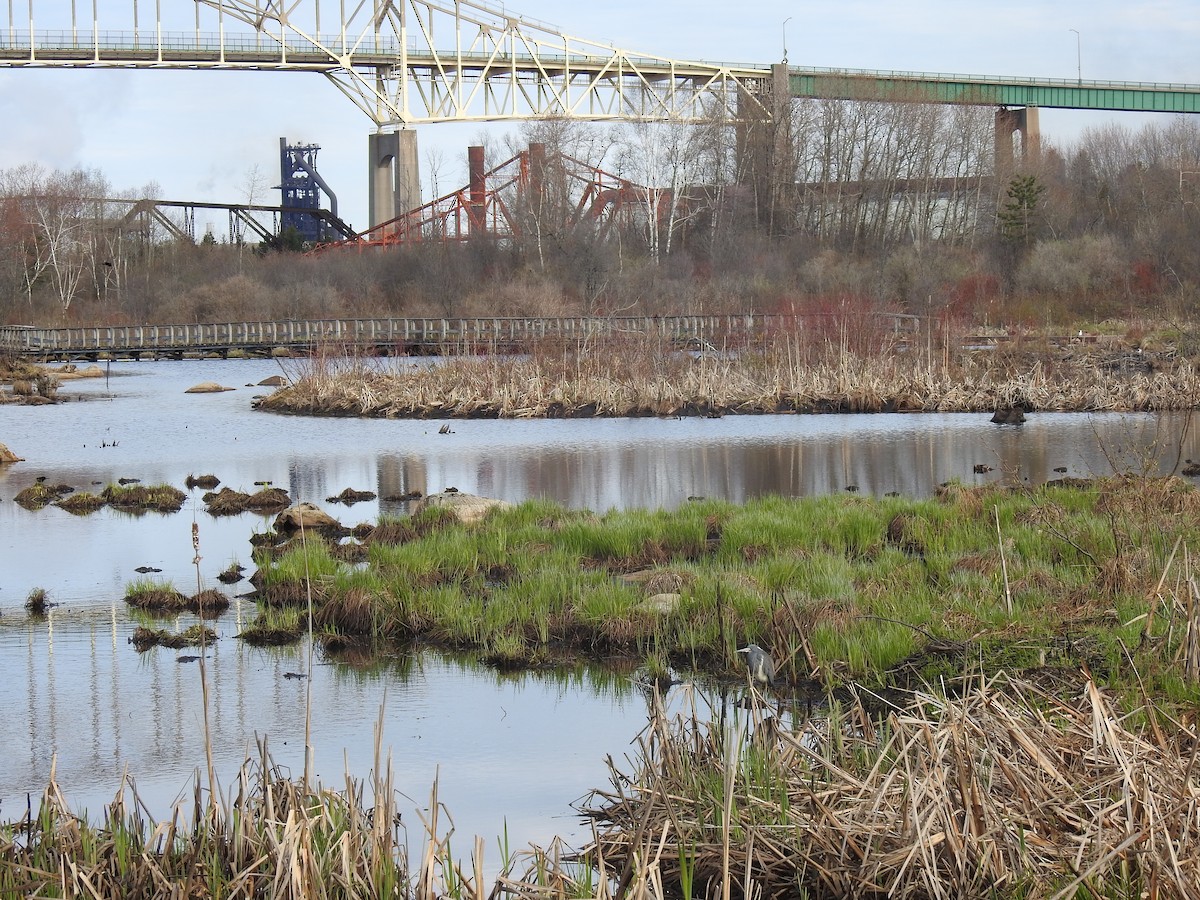 Tricolored Heron - ML635518204