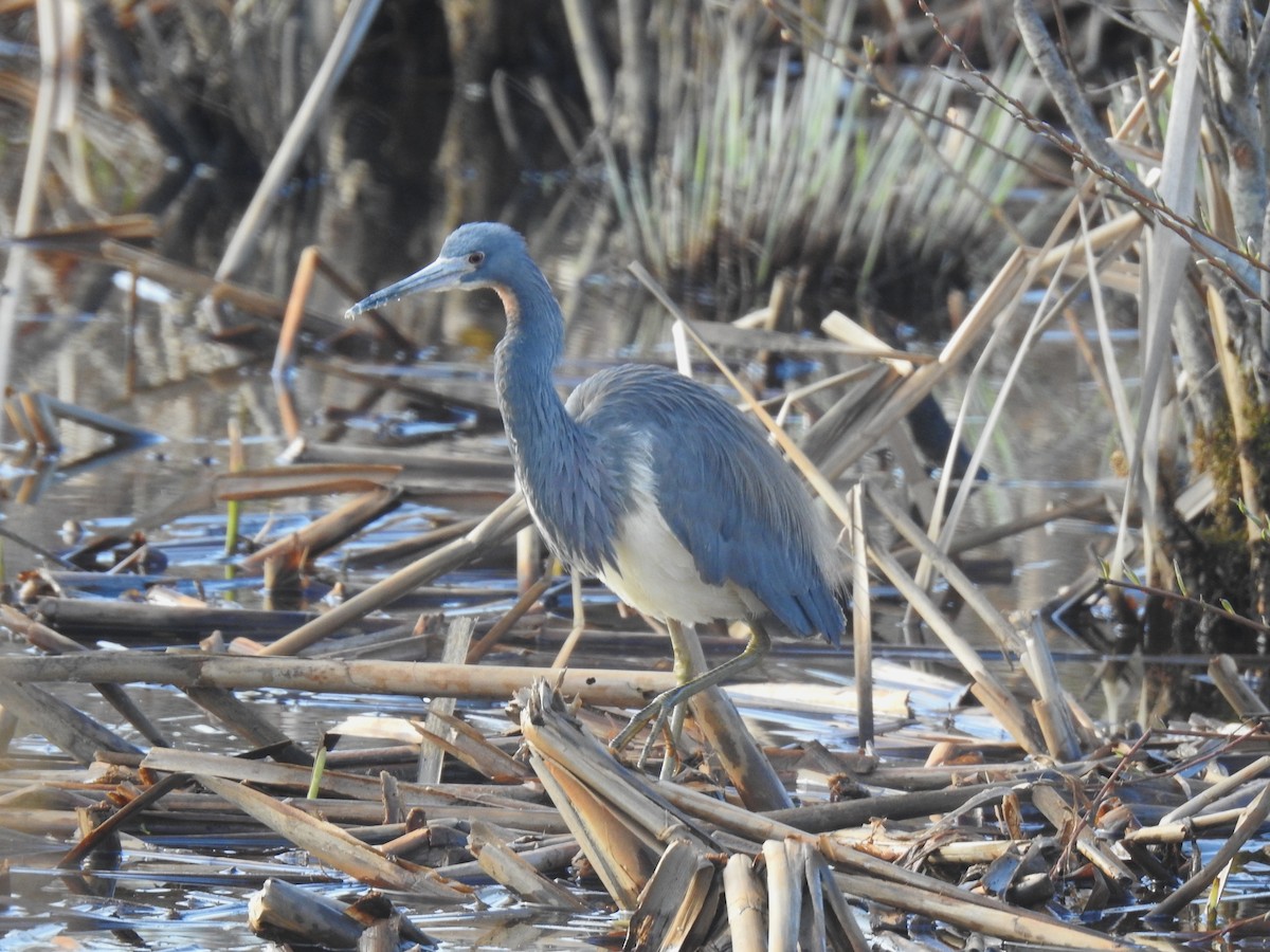 Tricolored Heron - ML635518205