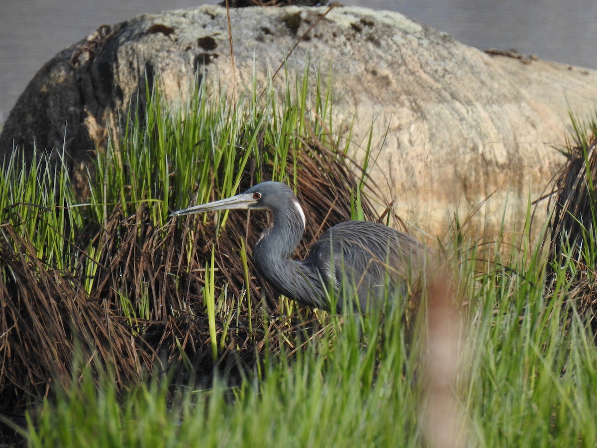 Tricolored Heron - ML635518206
