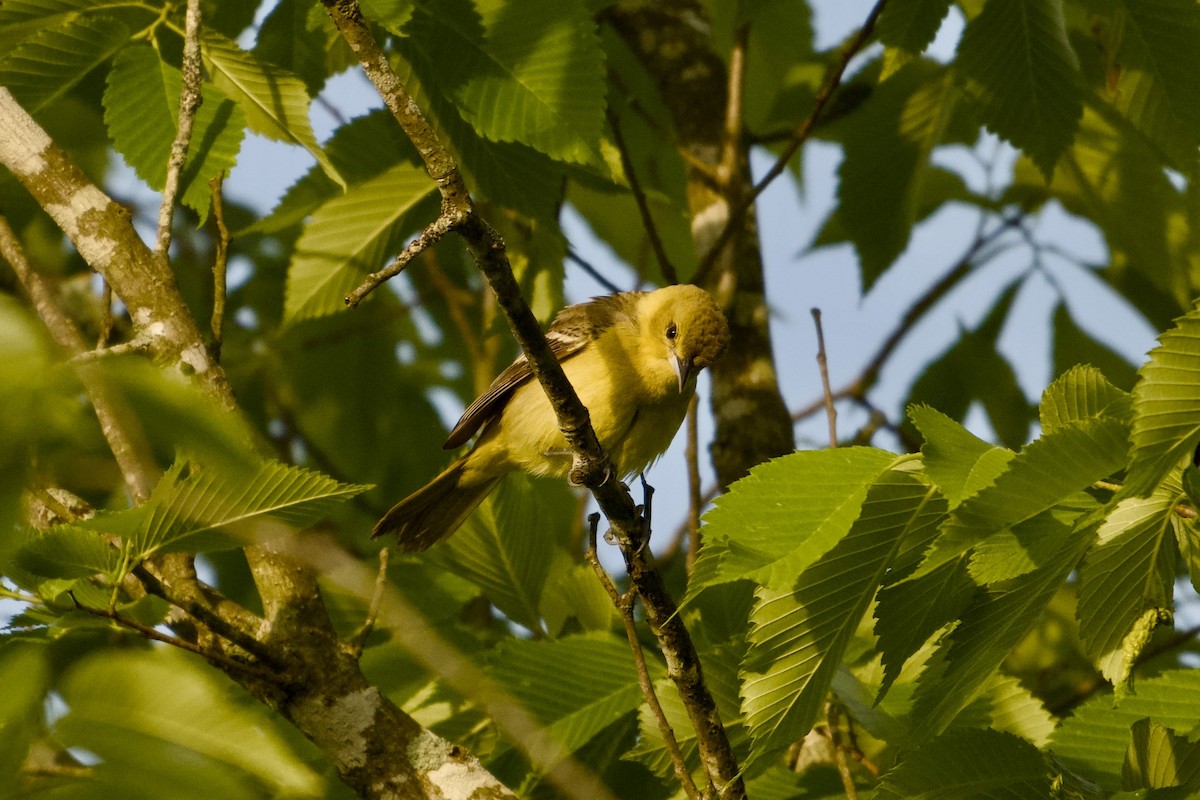 Orchard Oriole - ML635518296