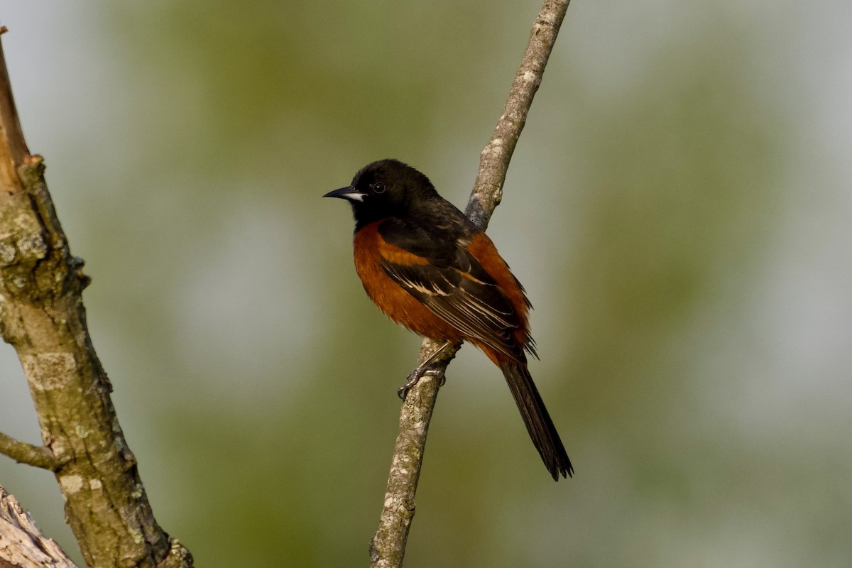 Orchard Oriole - ML635518329