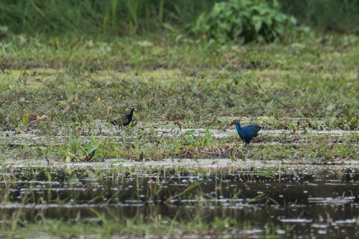 Gray-headed Swamphen - ML635518330