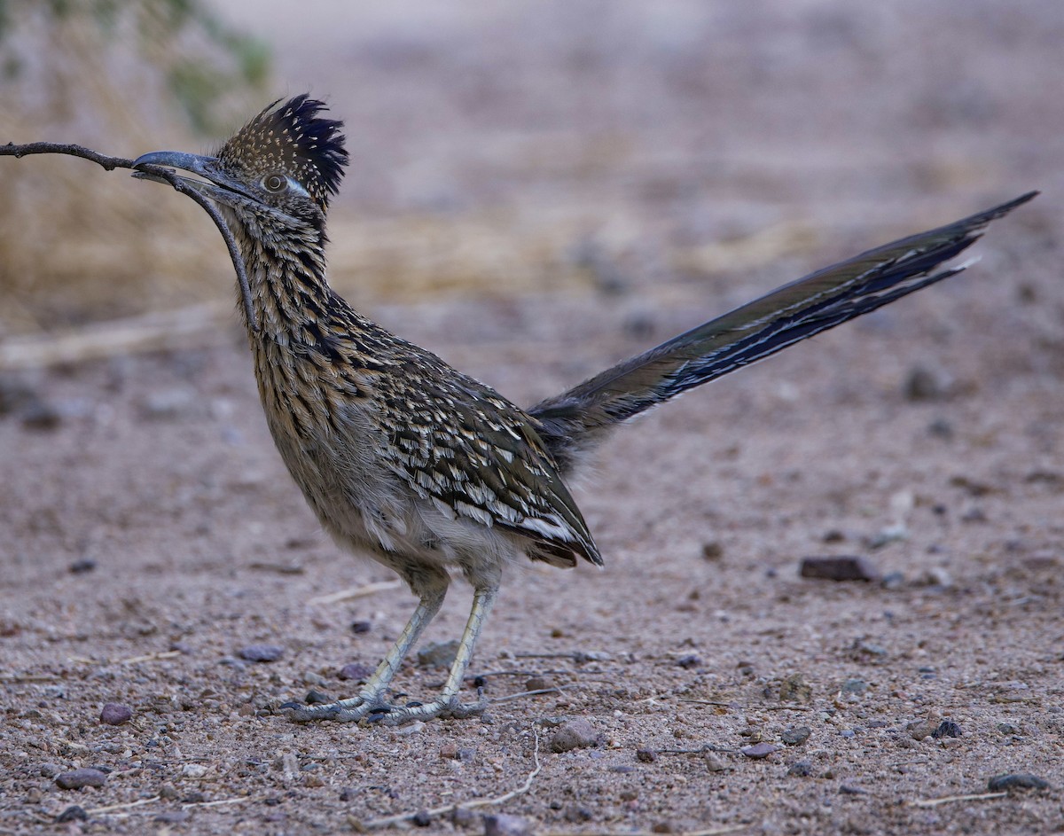 Greater Roadrunner - ML635518645