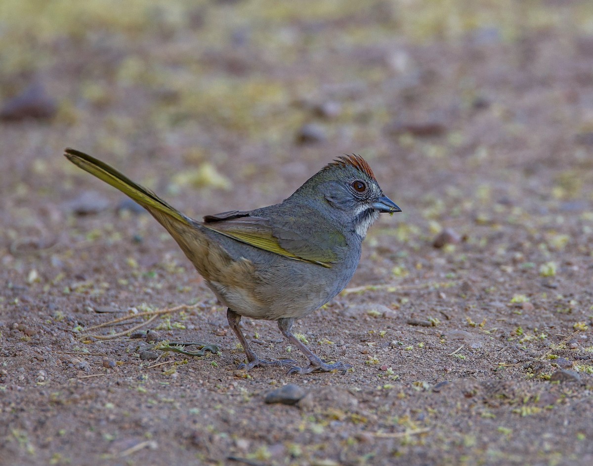 Green-tailed Towhee - ML635518664