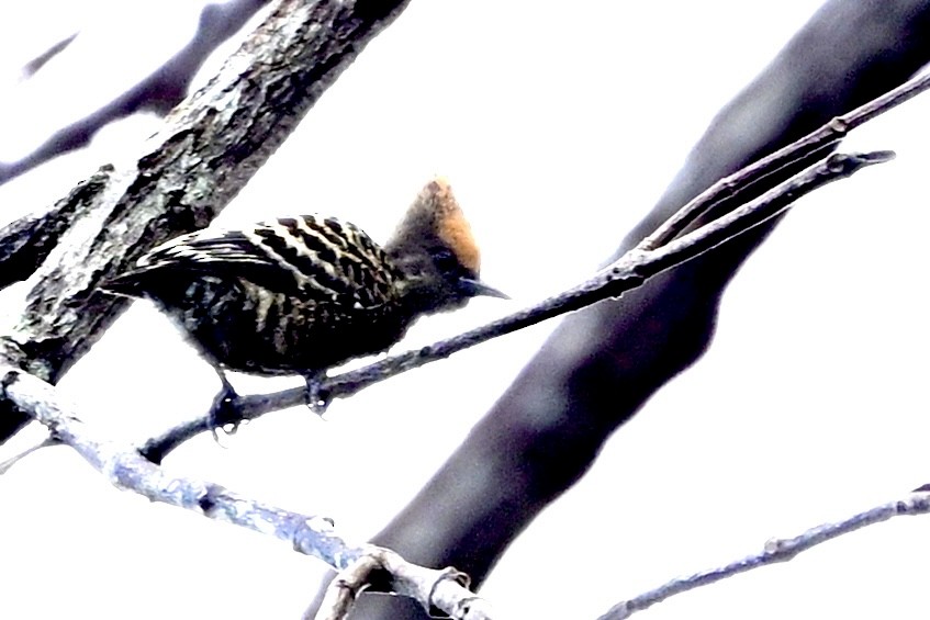 Gray-and-buff Woodpecker - ML635518711