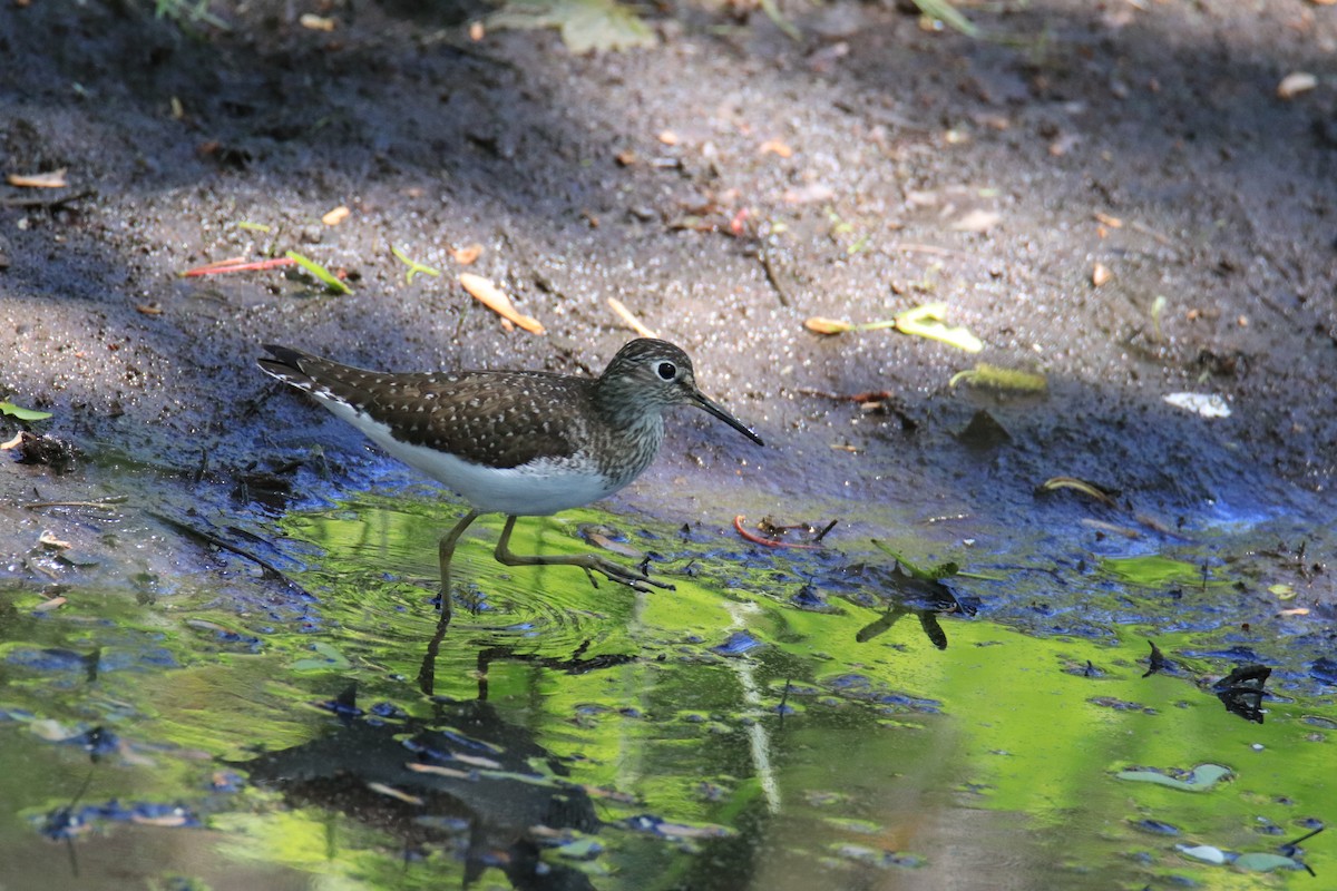 Solitary Sandpiper - ML635518745