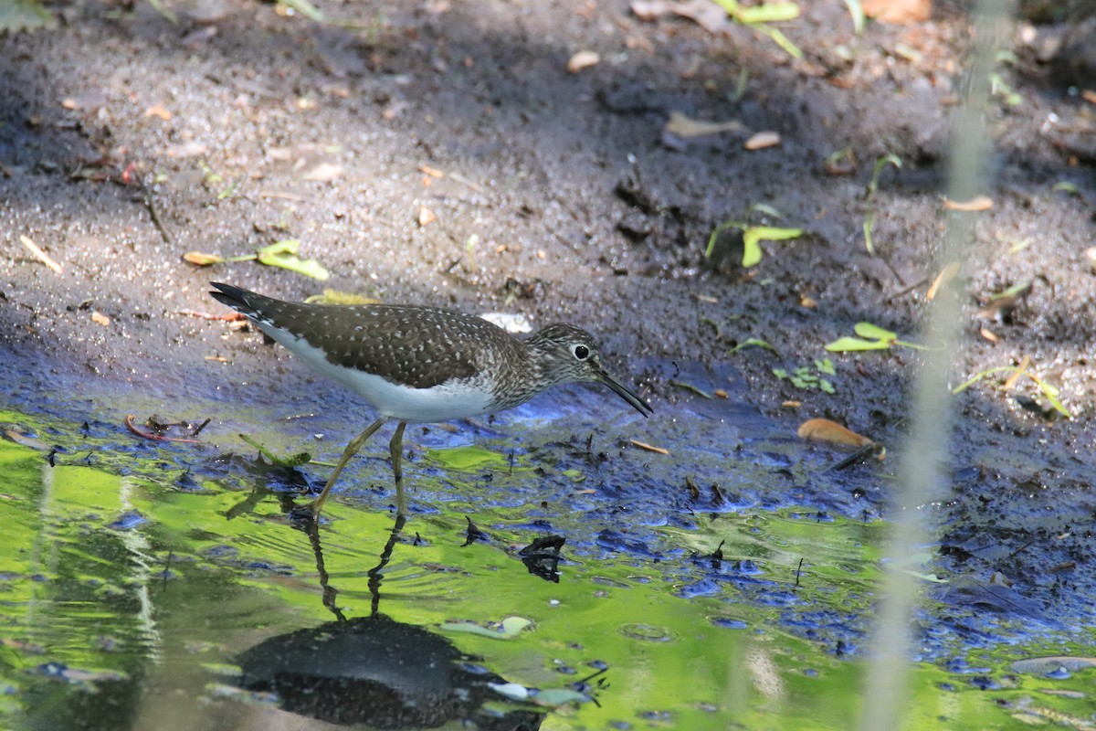 Solitary Sandpiper - ML635518746