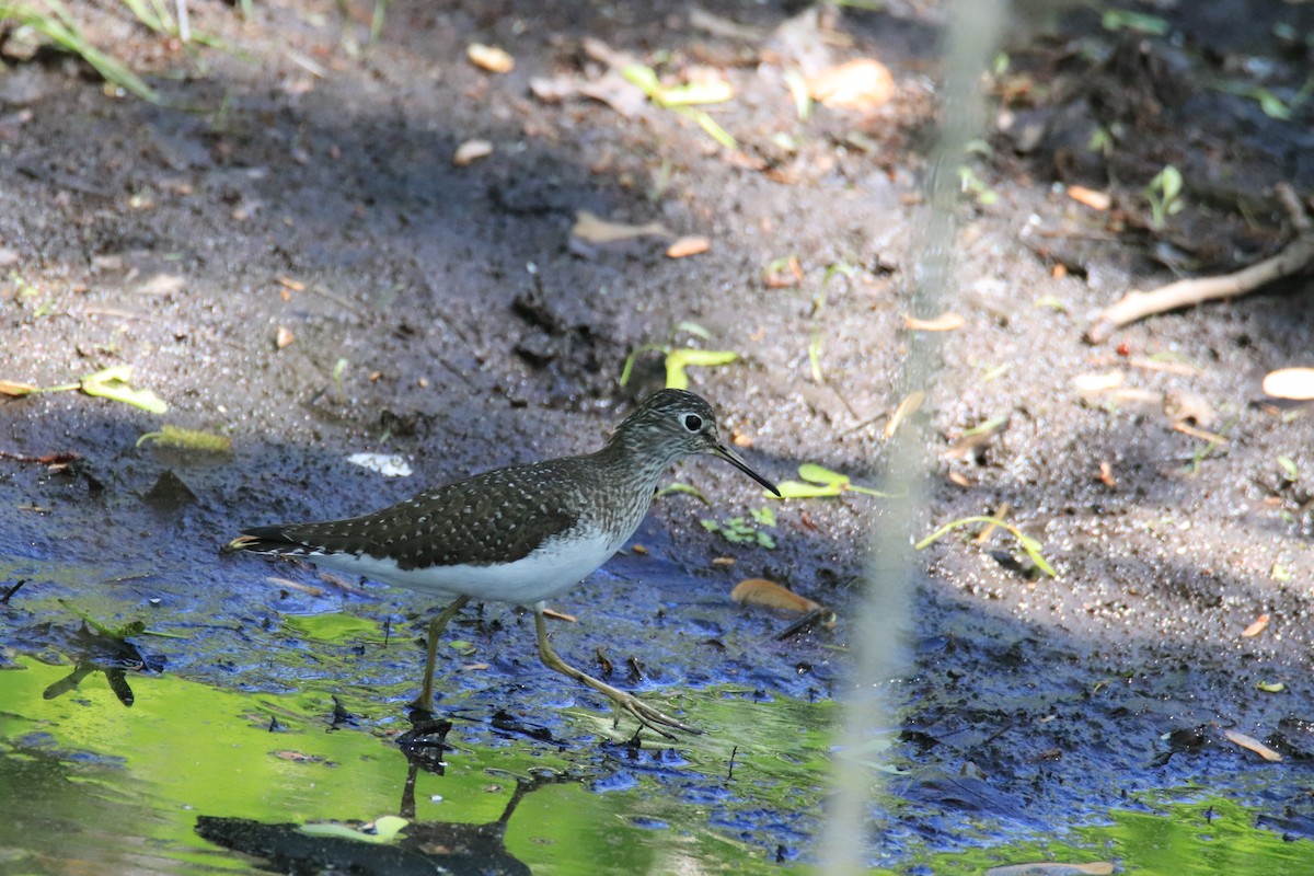 Solitary Sandpiper - ML635518747