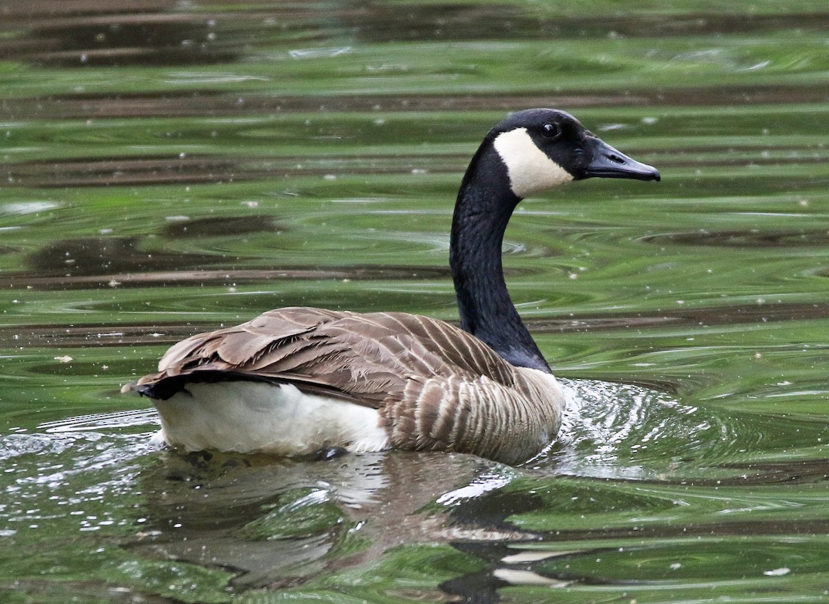 Canada Goose - ML635518752