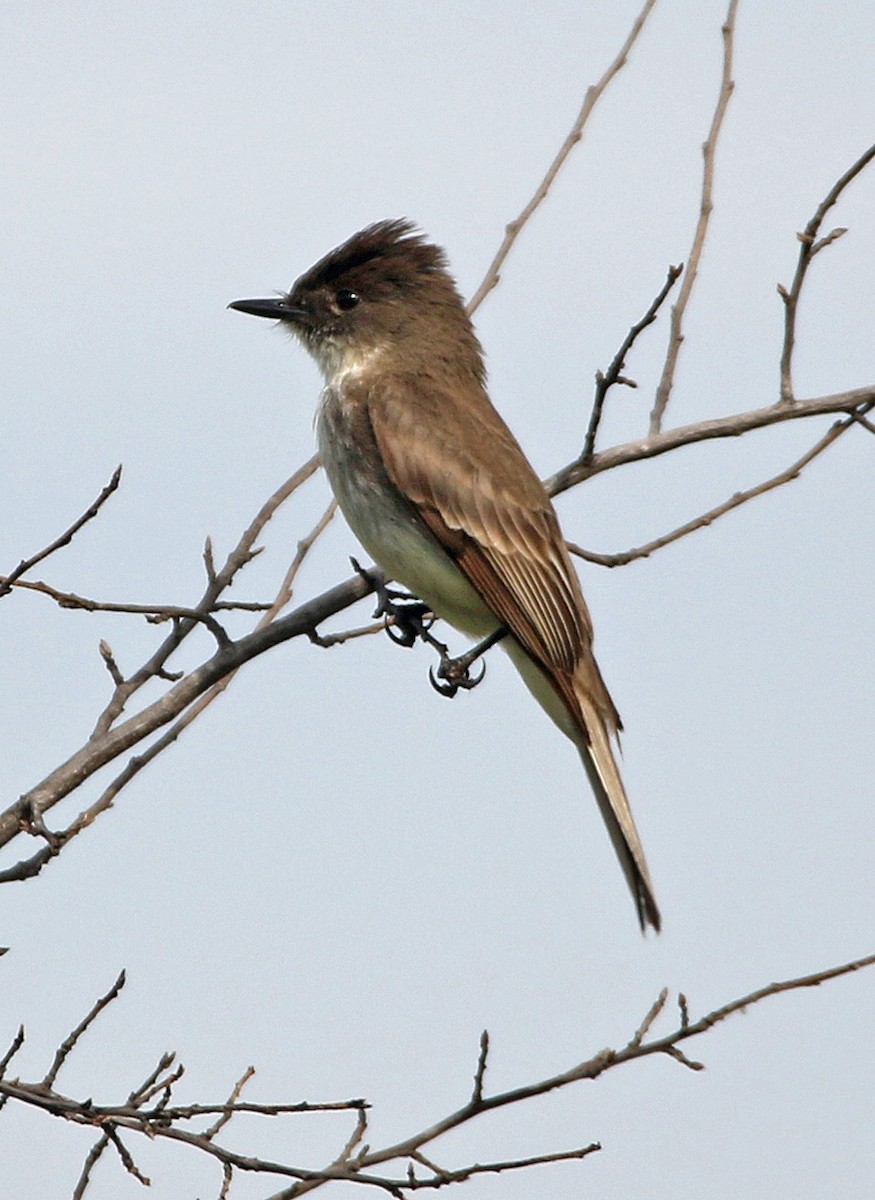 Eastern Phoebe - ML635518770