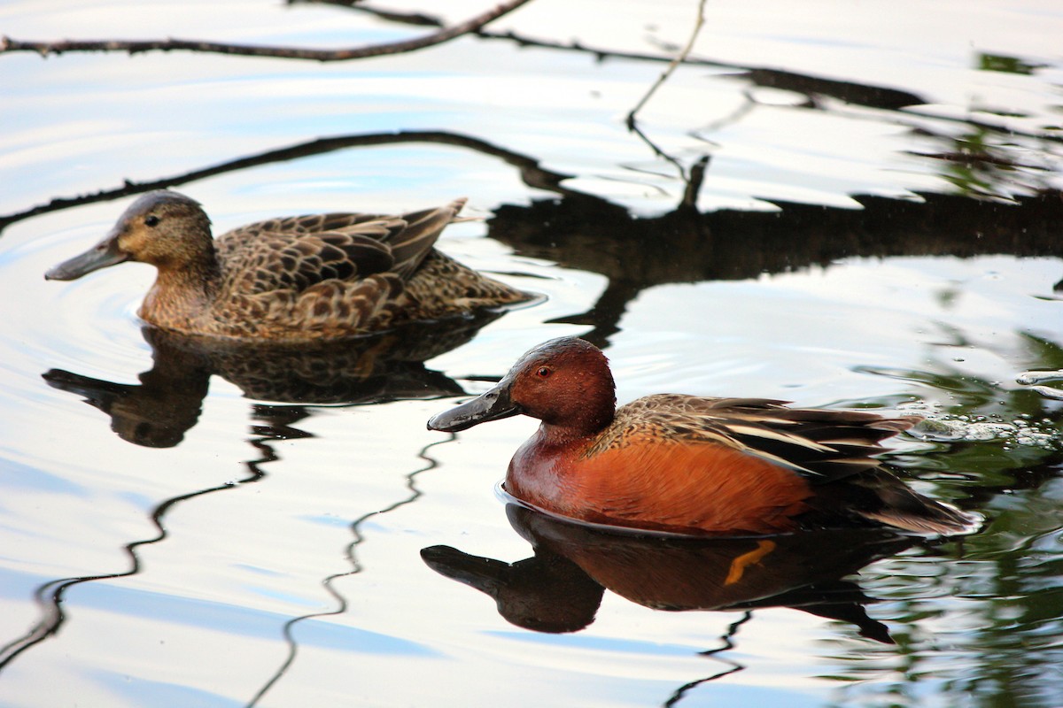 Cinnamon Teal - ML635518787