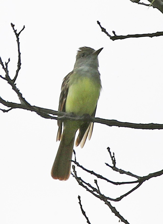 Great Crested Flycatcher - ML635518796