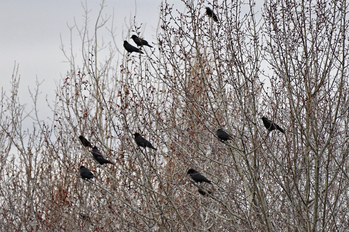 American Crow - ML635518808