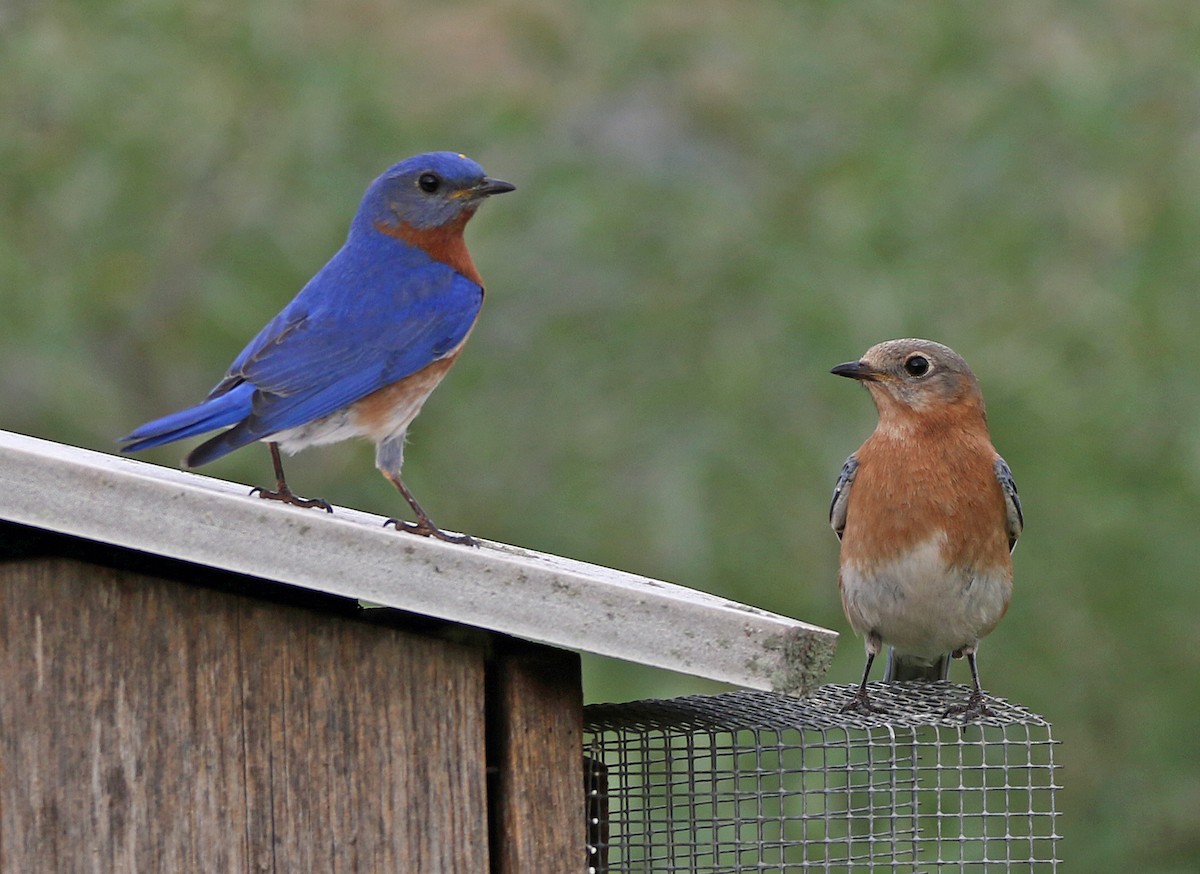 Eastern Bluebird - ML635518822