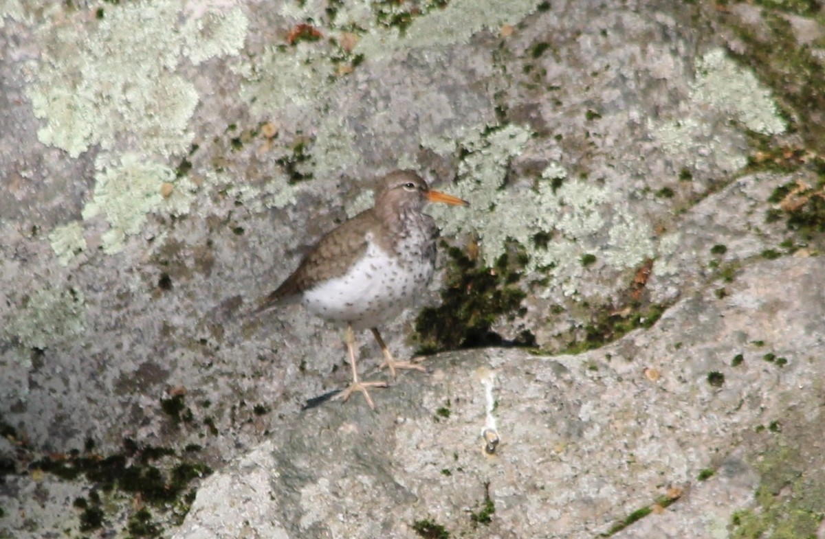 Kuliska orbanduna - ML635518826