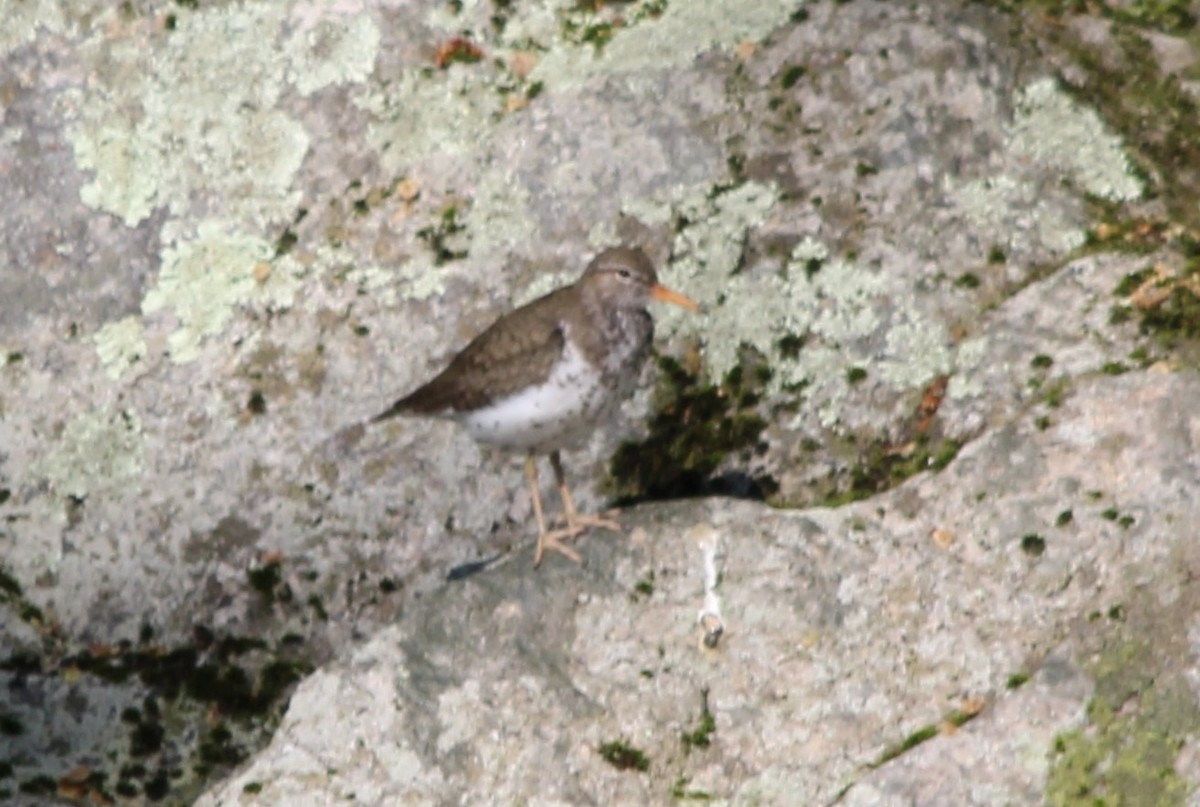 Kuliska orbanduna - ML635518827