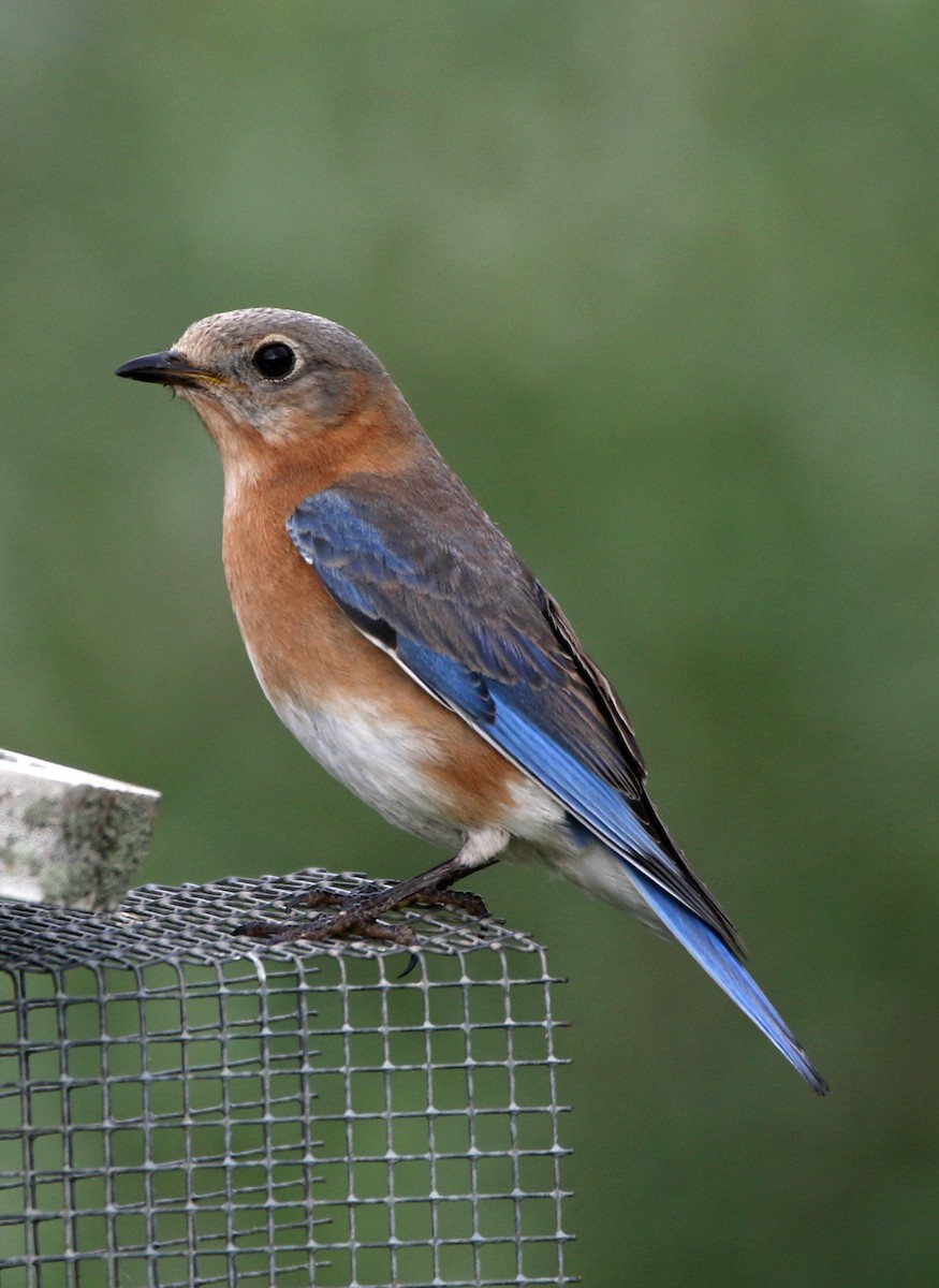 Eastern Bluebird - ML635518844