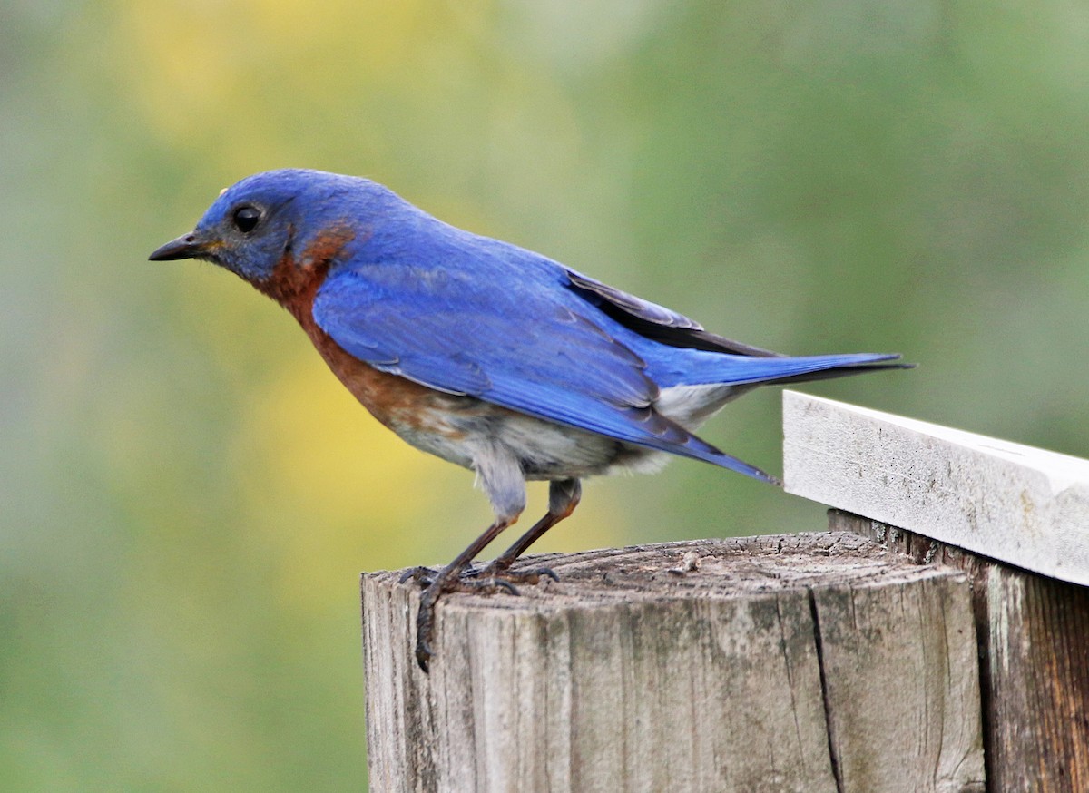 Eastern Bluebird - ML635518845