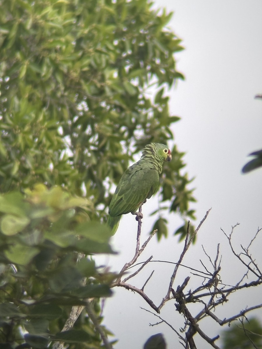 Red-lored Amazon - ML635518855