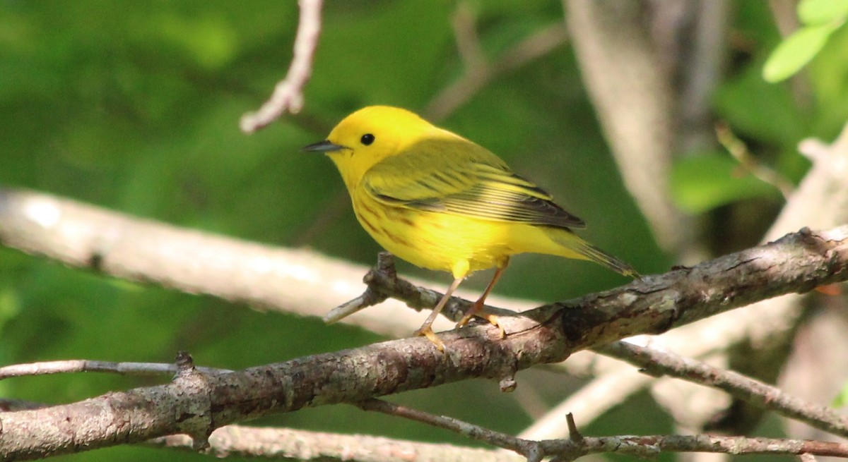 Yellow Warbler - ML635518856