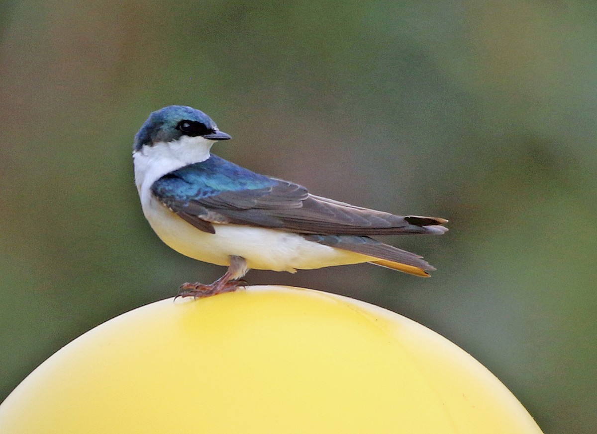 Tree Swallow - ML635518859