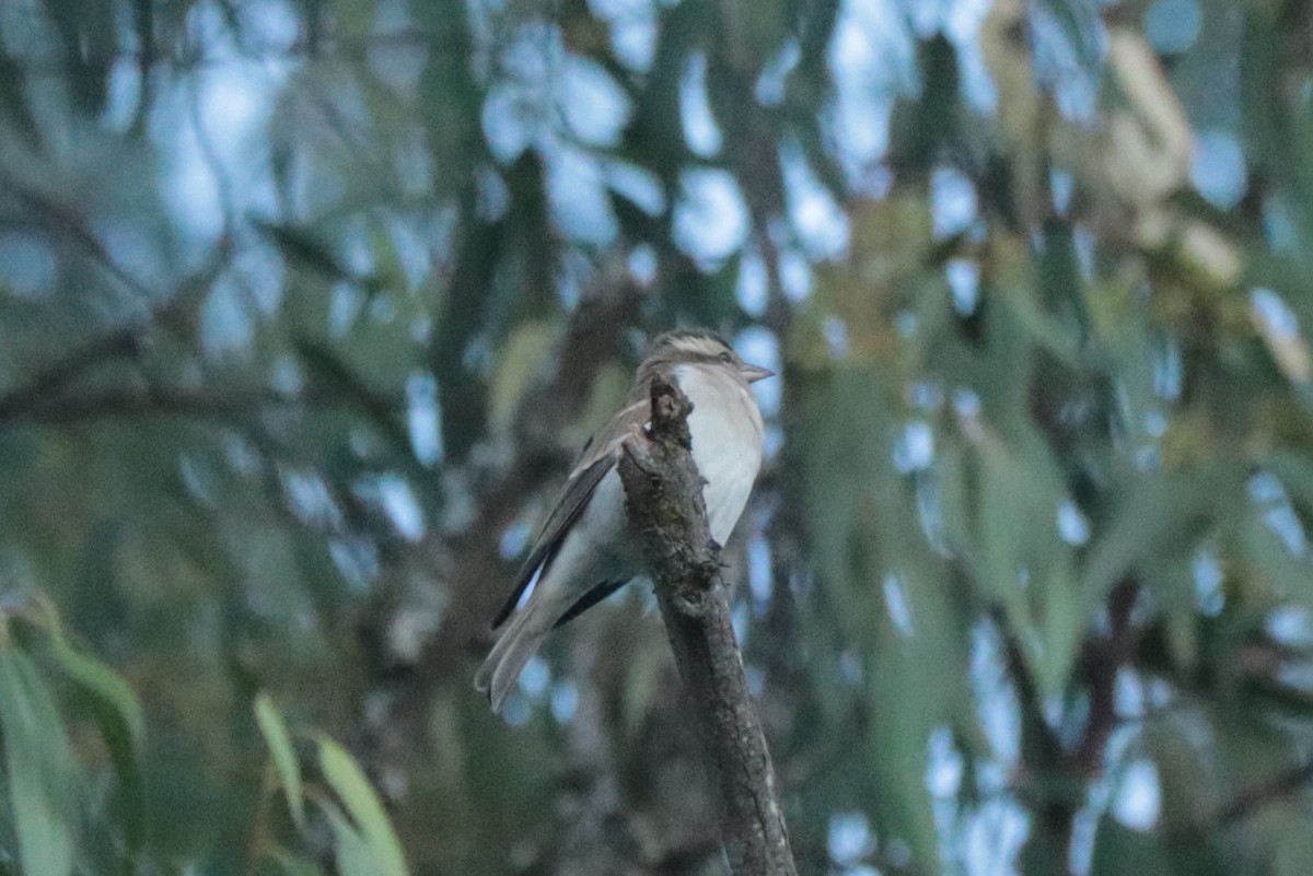 Yellow-throated Bush Sparrow - ML635518868