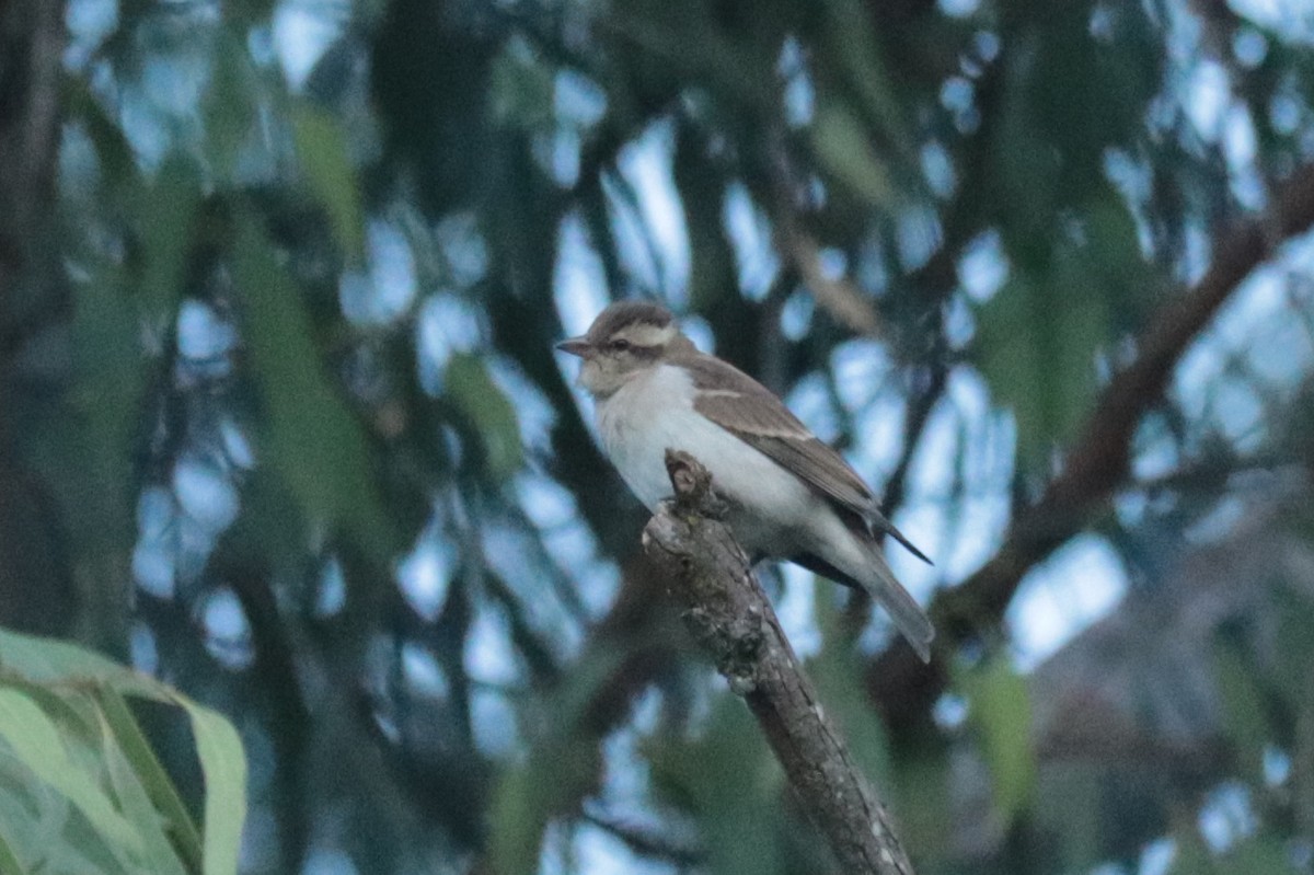 Yellow-throated Bush Sparrow - ML635518870