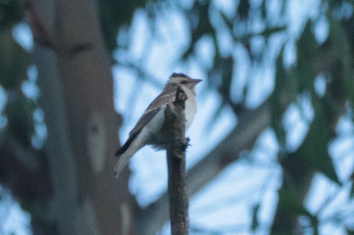 Yellow-throated Bush Sparrow - ML635518871