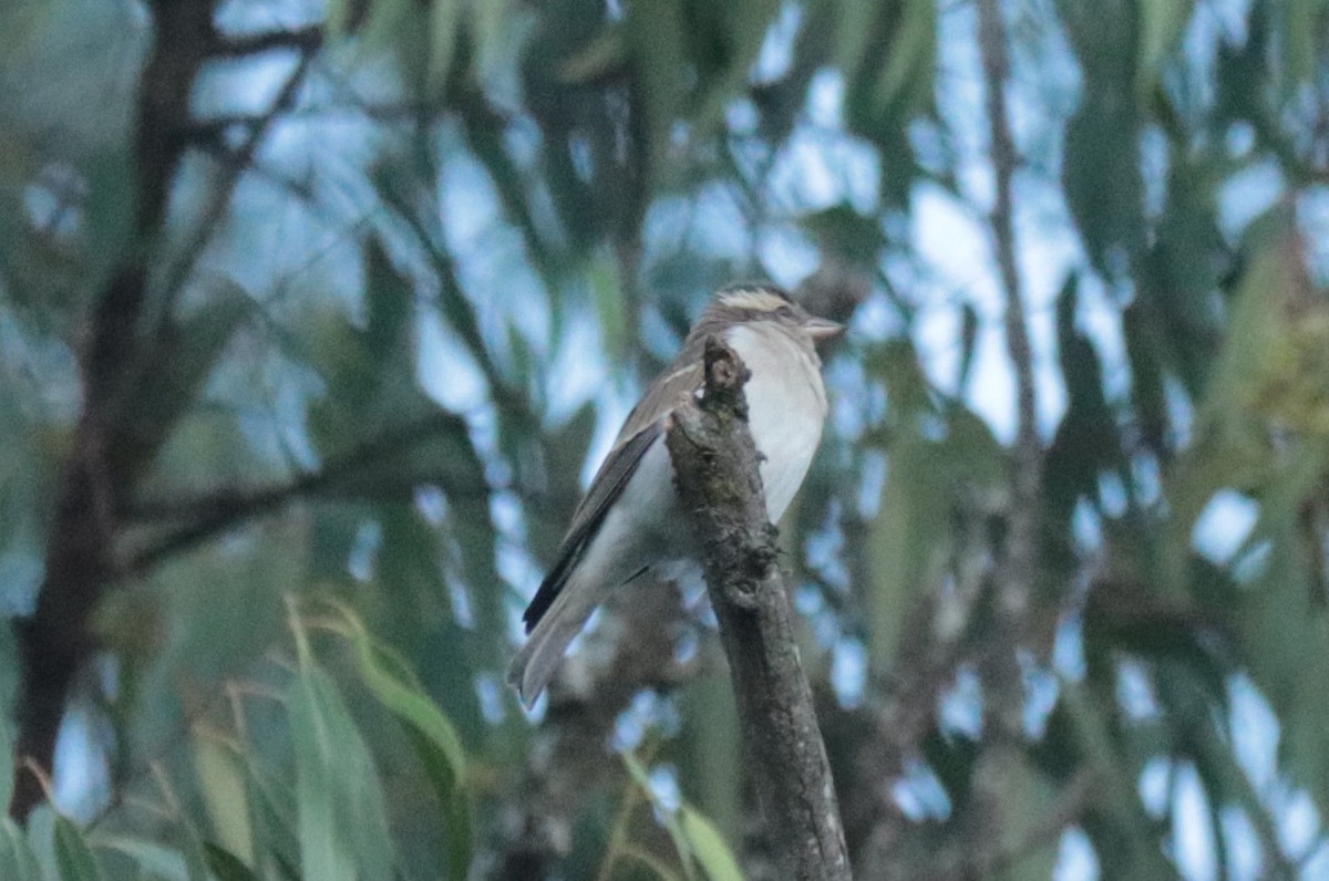 Yellow-throated Bush Sparrow - ML635518872