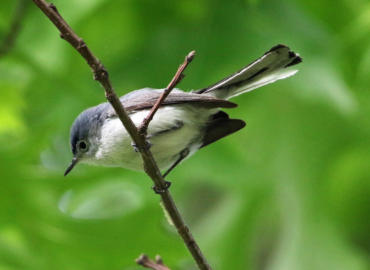 Blue-gray Gnatcatcher - ML635518895