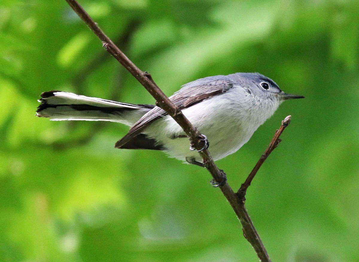 Blue-gray Gnatcatcher - ML635518896