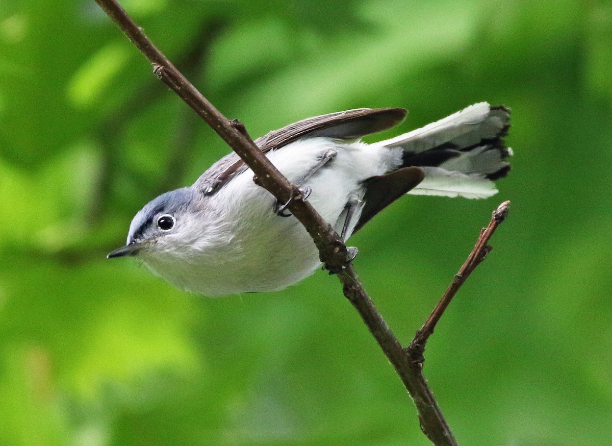 Blue-gray Gnatcatcher - ML635518897