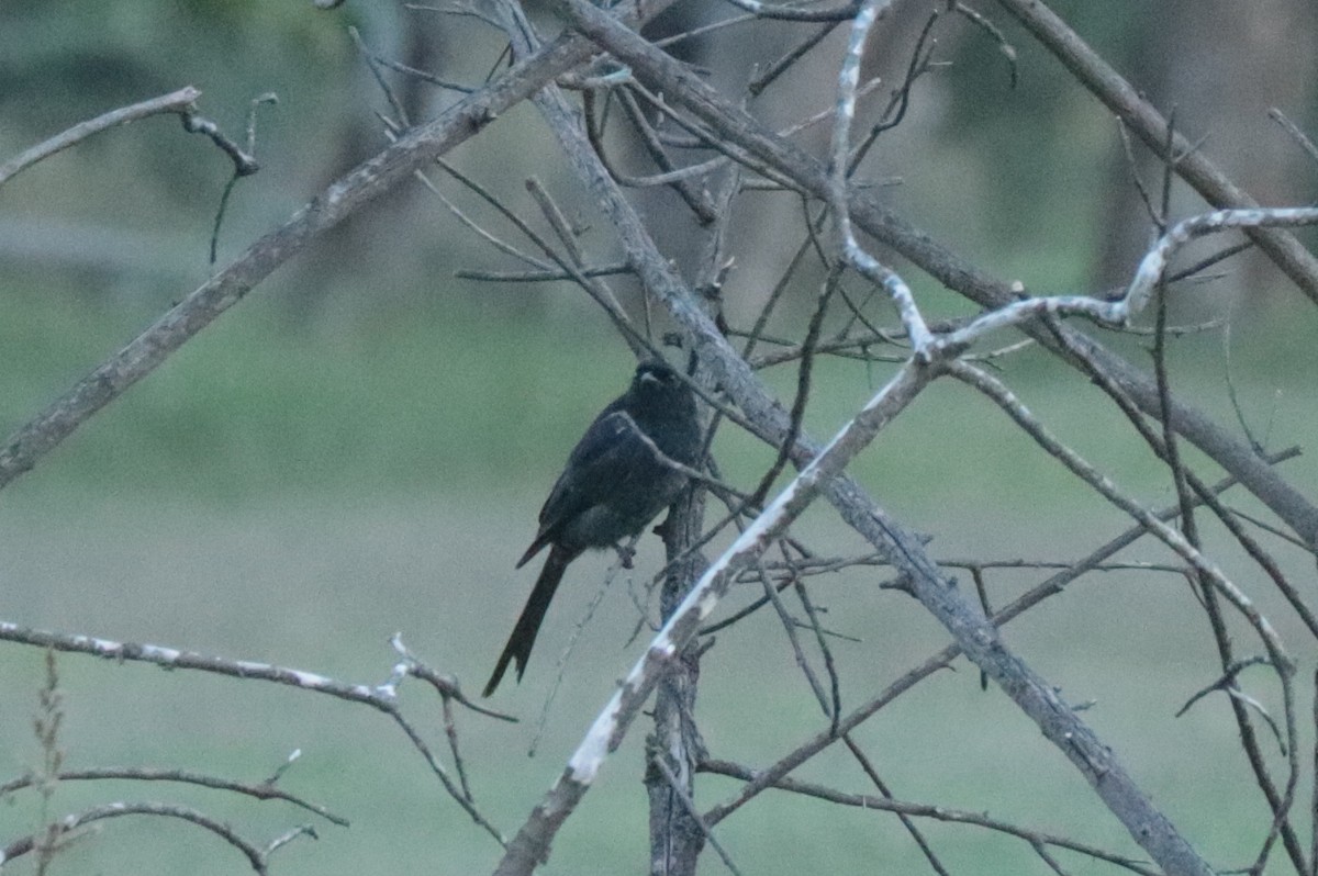 Fork-tailed Drongo - ML635518905