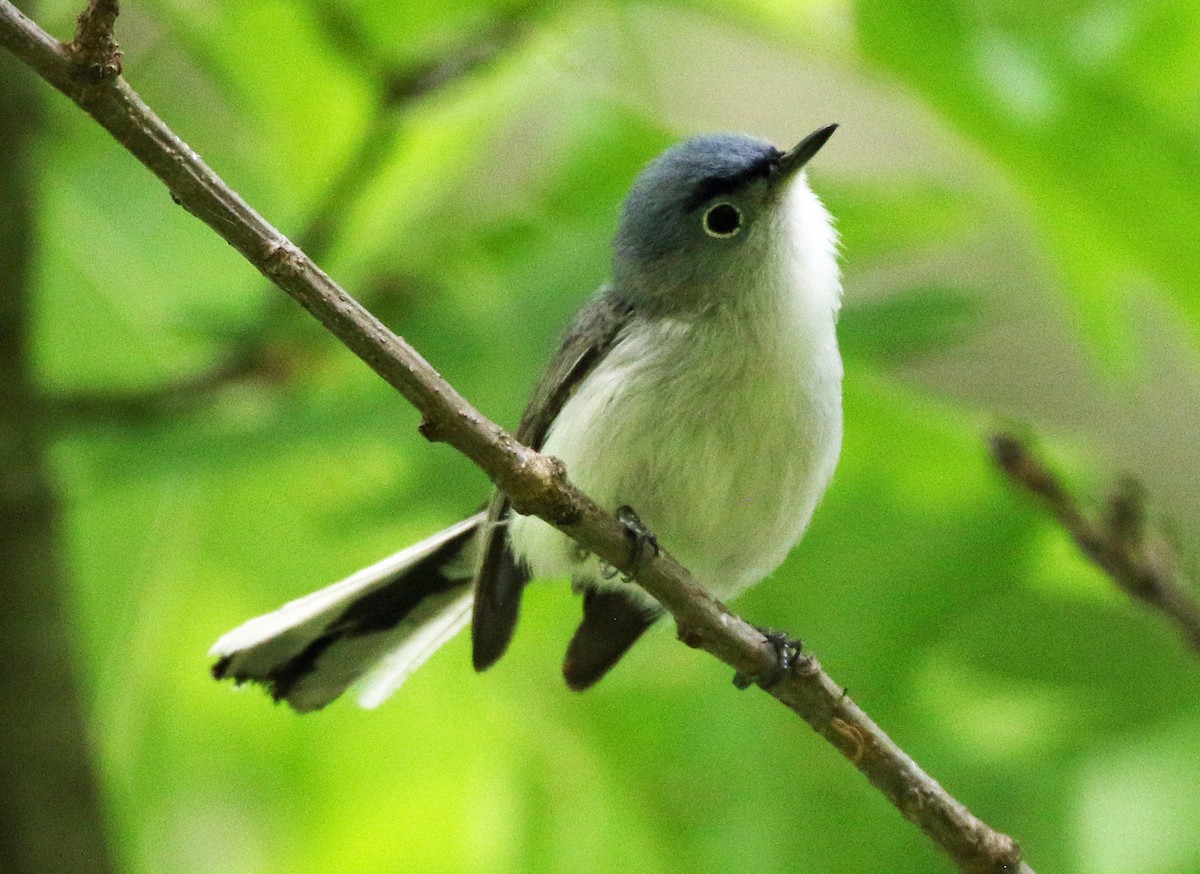Blue-gray Gnatcatcher - ML635518909