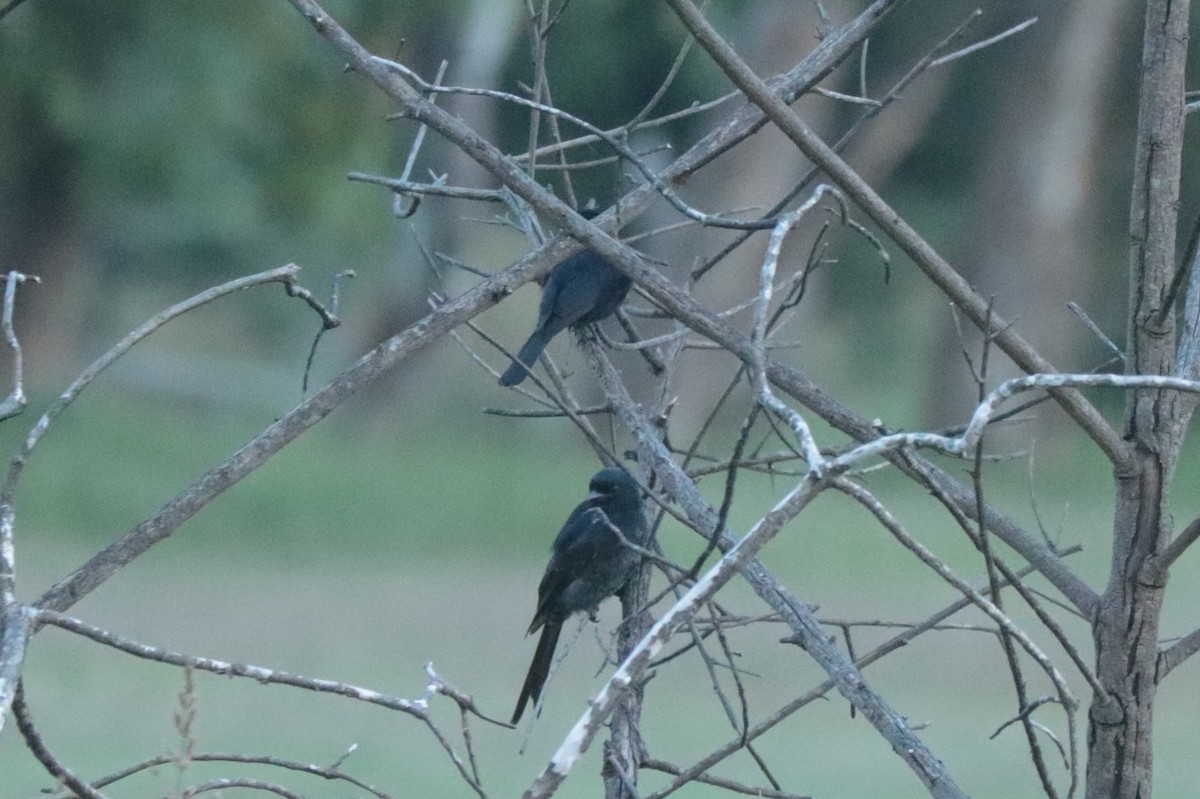 Fork-tailed Drongo - ML635518917