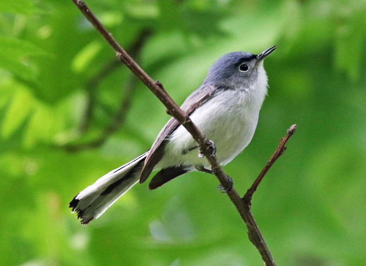 Blue-gray Gnatcatcher - ML635518920