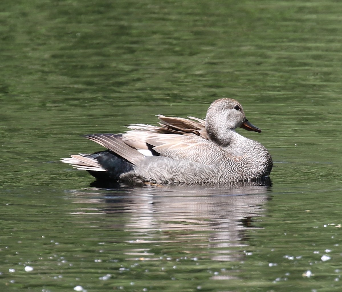 snadderand - ML635518959