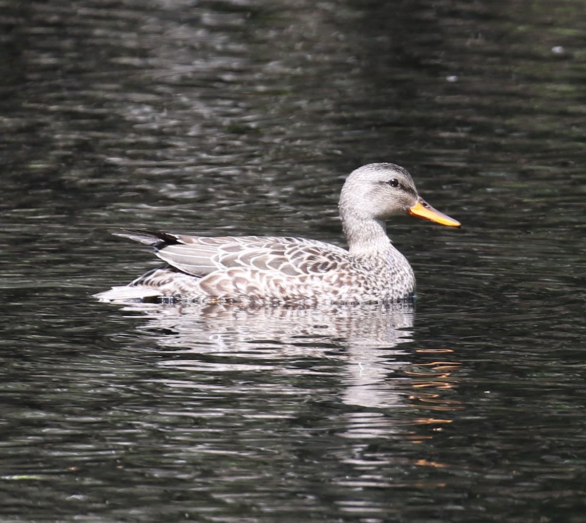 snadderand - ML635518967