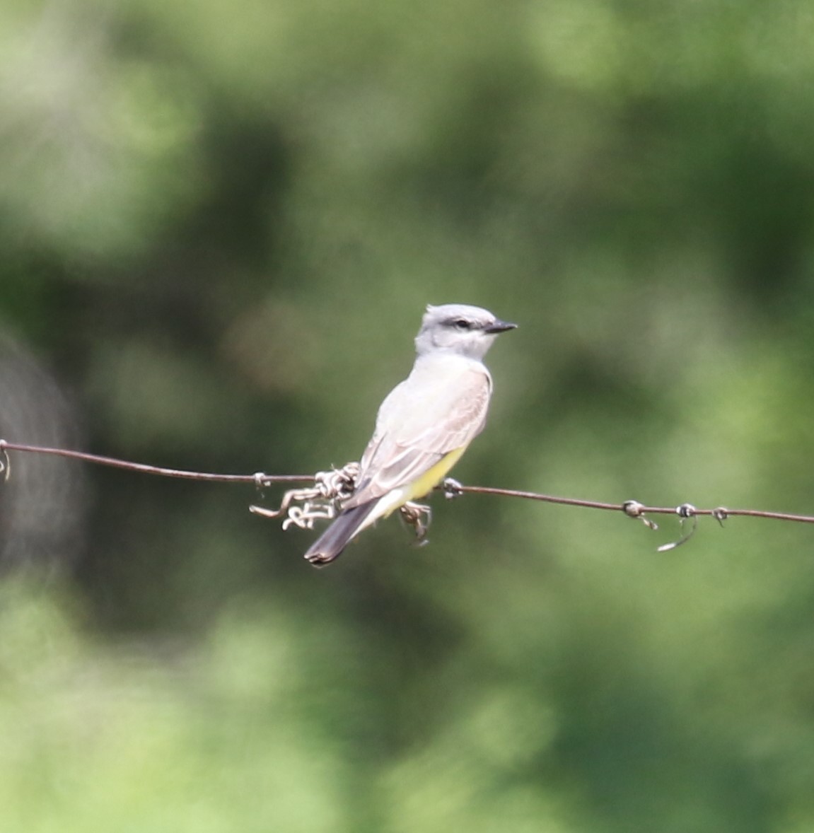 vestkongetyrann - ML635519015