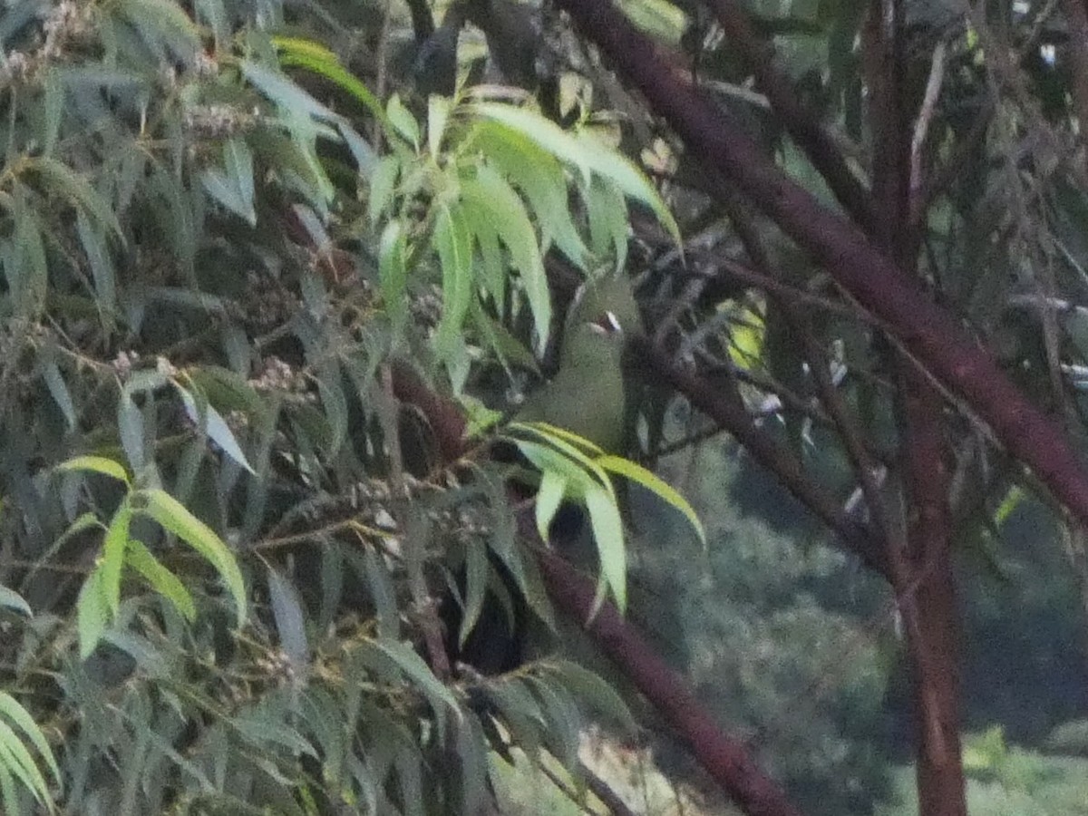 Knysna Turaco - ML635519018