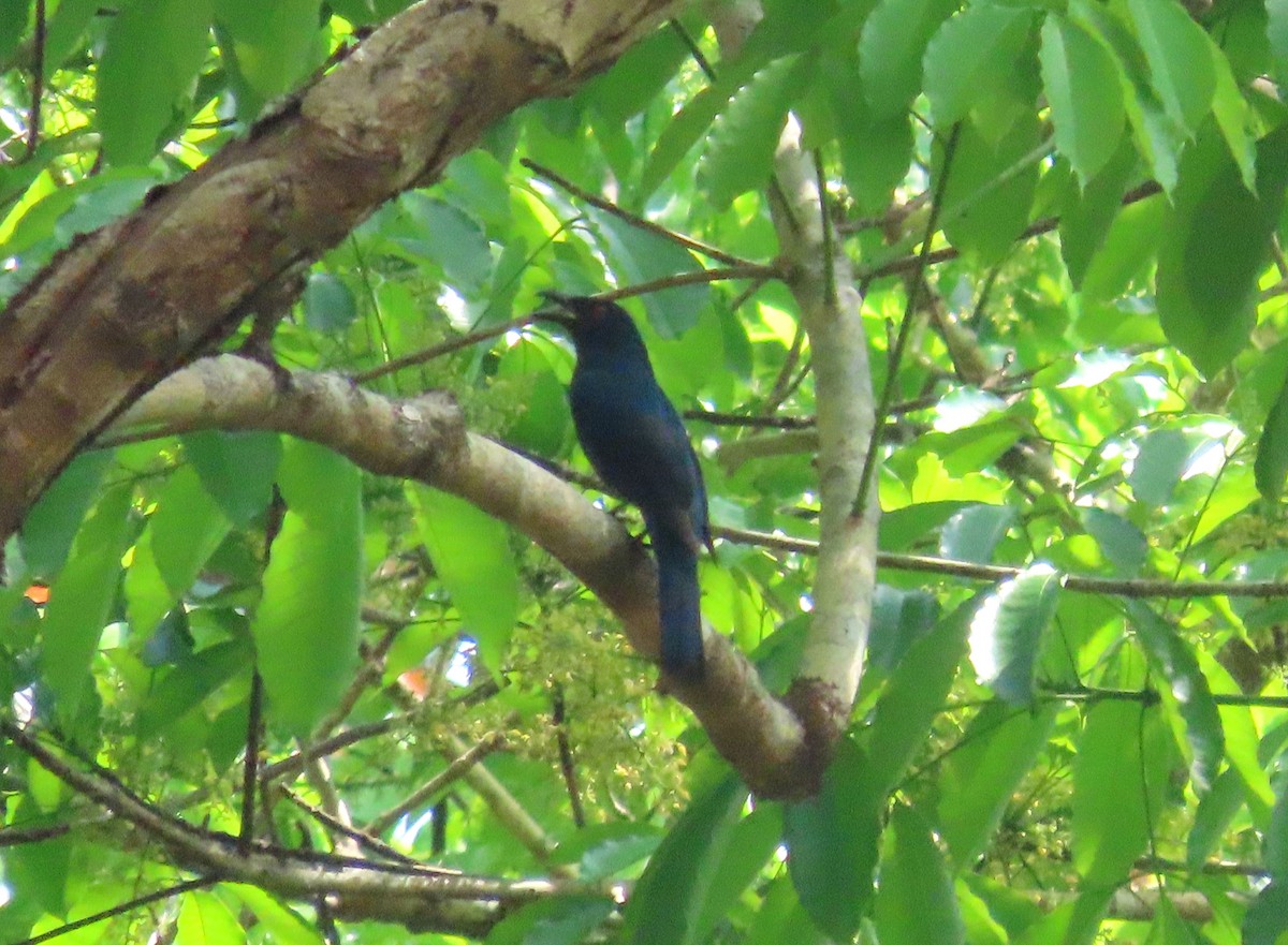 Asian Fairy-bluebird - ML635519062