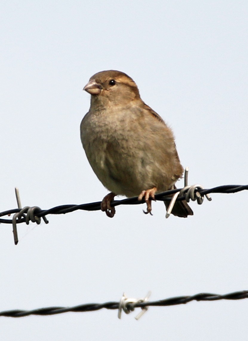 House Sparrow - ML635519075