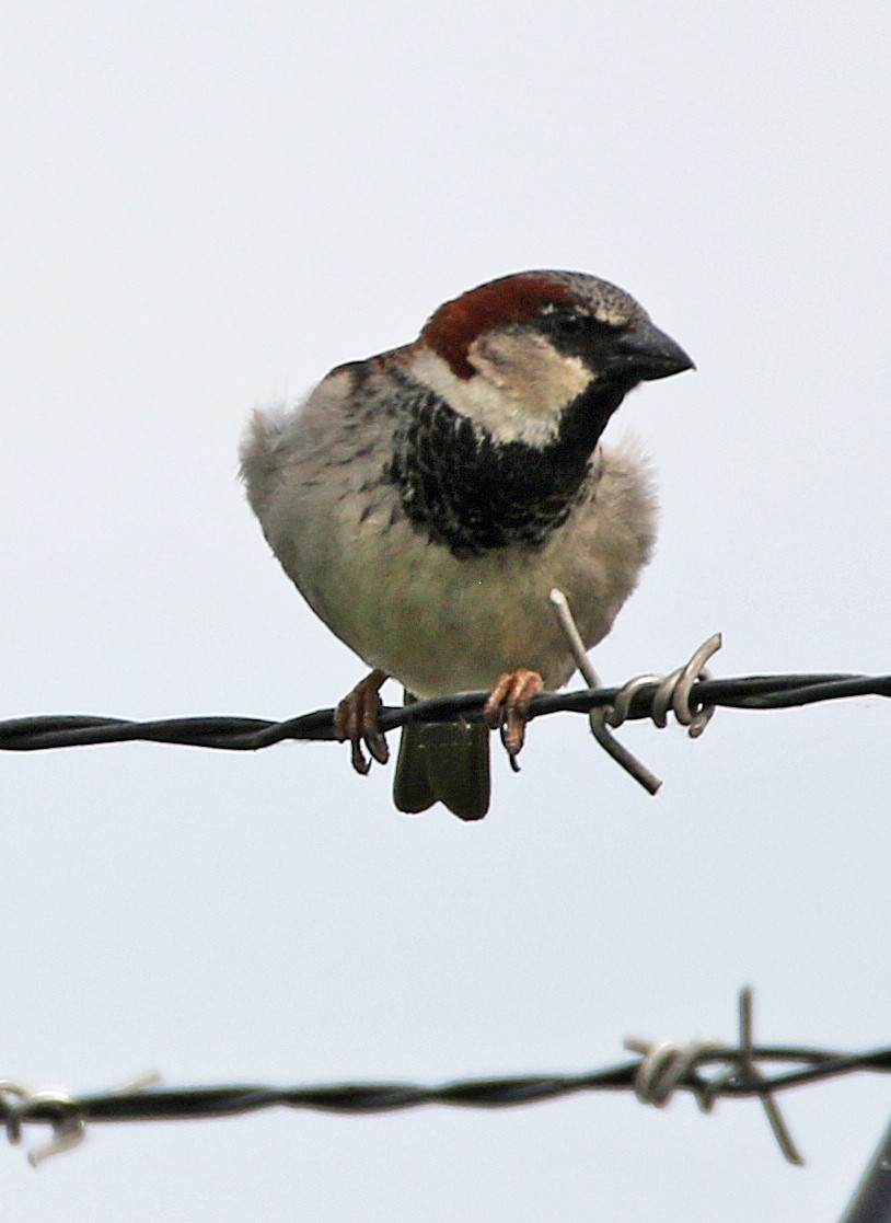 House Sparrow - ML635519077