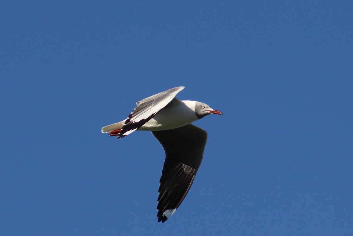 Gray-hooded Gull - ML635519091
