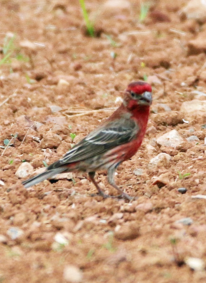 House Finch - ML635519100