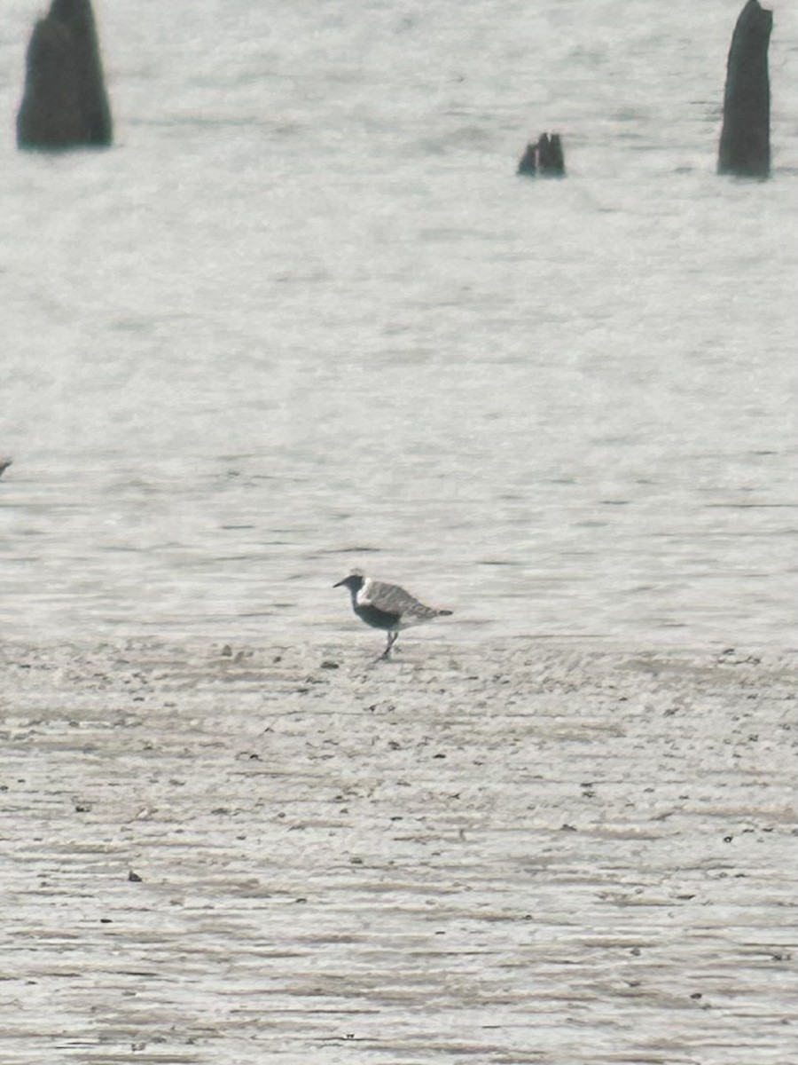 Black-bellied Plover - ML635519103